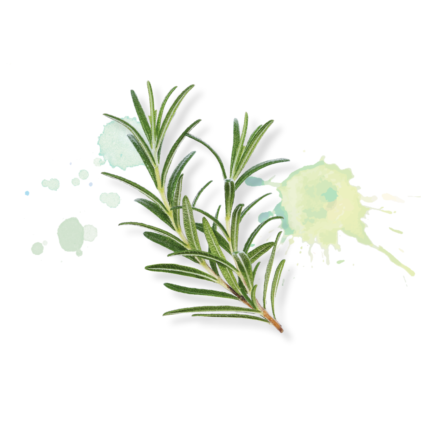 Eine Aquarellillustration eines Rosmarinzweigs mit grünen und gelben Farbspritzern im Hintergrund, perfekt für die Darstellung von professionellem Catering für Events in Köln.