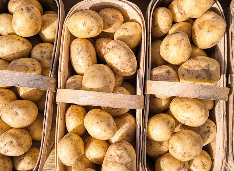 Körbe gefüllt mit frischen, ungewaschenen Kartoffeln auf einem Markt im Freien.