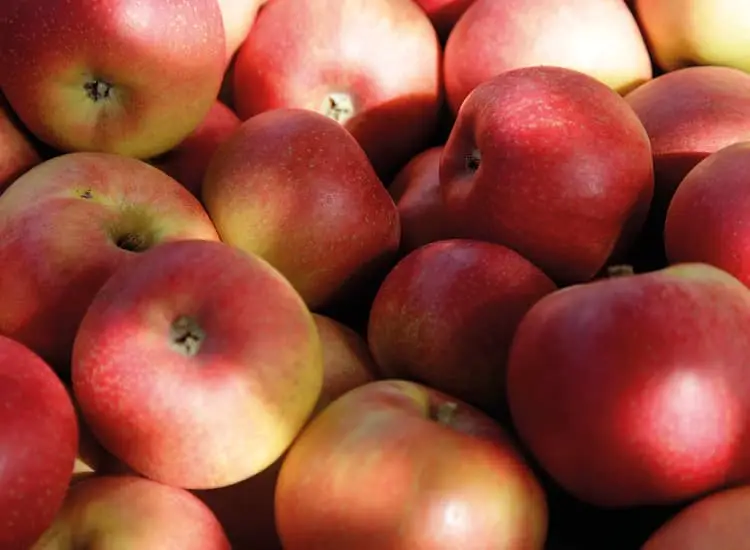 Ein Haufen roter Äpfel mit gelben Untertönen, beleuchtet vom natürlichen Sonnenlicht.