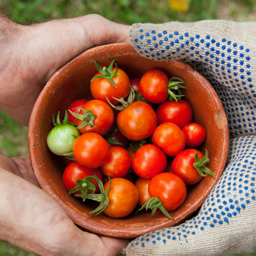 Vier Hände halten eine Schüssel mit frisch geernteten Cherry-Tomaten.