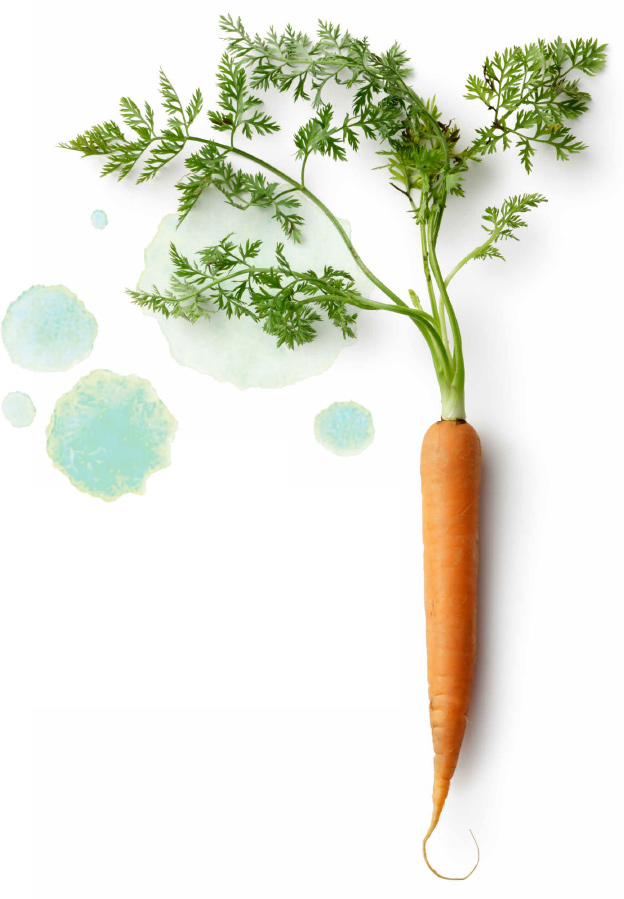 Eine ganze Möhre mit grünen Blattspitzen und blauen Aquarellspritzern auf weißem Hintergrund, die die Frische regionaler Produkte im Eventcatering hervorhebt.